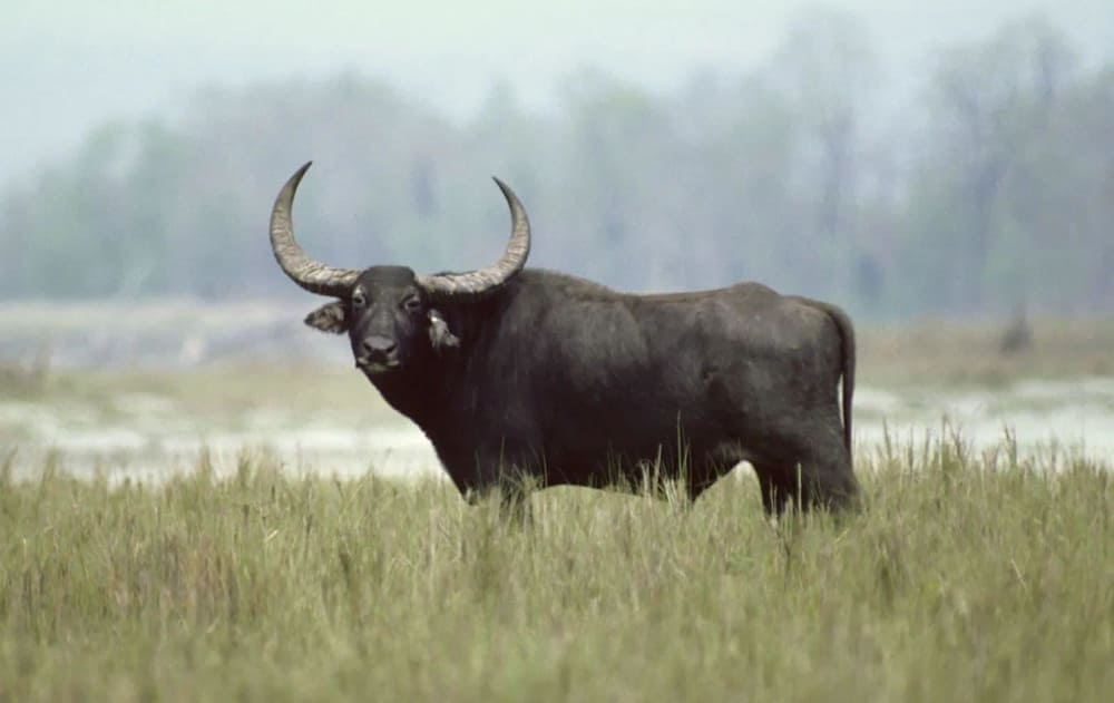 A water buffalo wades through a rice paddy in northern Vietnam, symbolizing strength and tradition